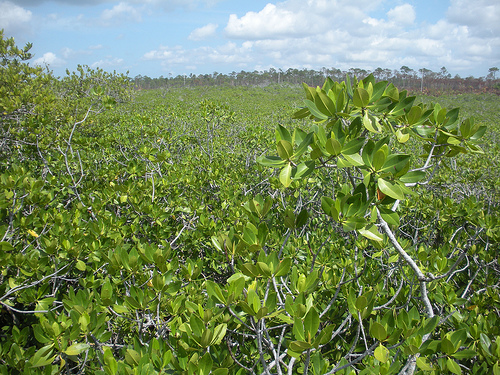 Lucayan National Park